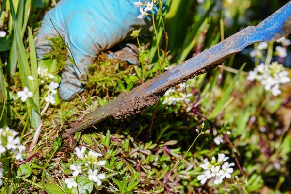 Een groenere tuin zorgt voor minder wateroverlast (en heeft nog meer voordelen)